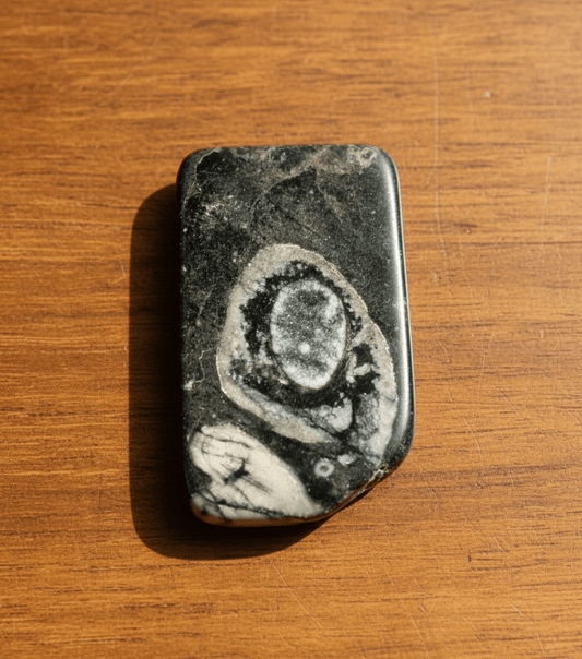 Tabulkovec korál - Supreme Panthers