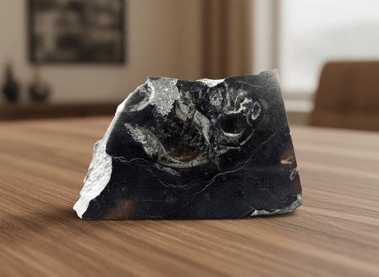 Těžítko s lasturou svinutého plže - Supreme Panthers