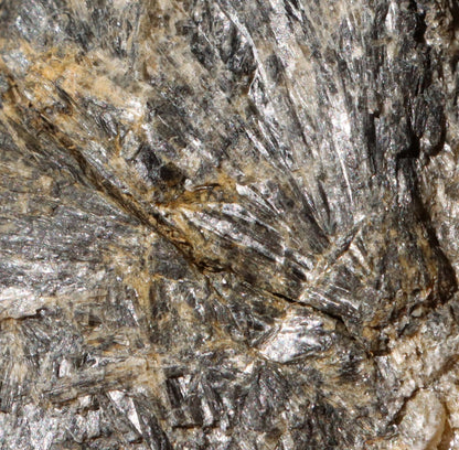 Tremolit moravský - Supreme Panthers