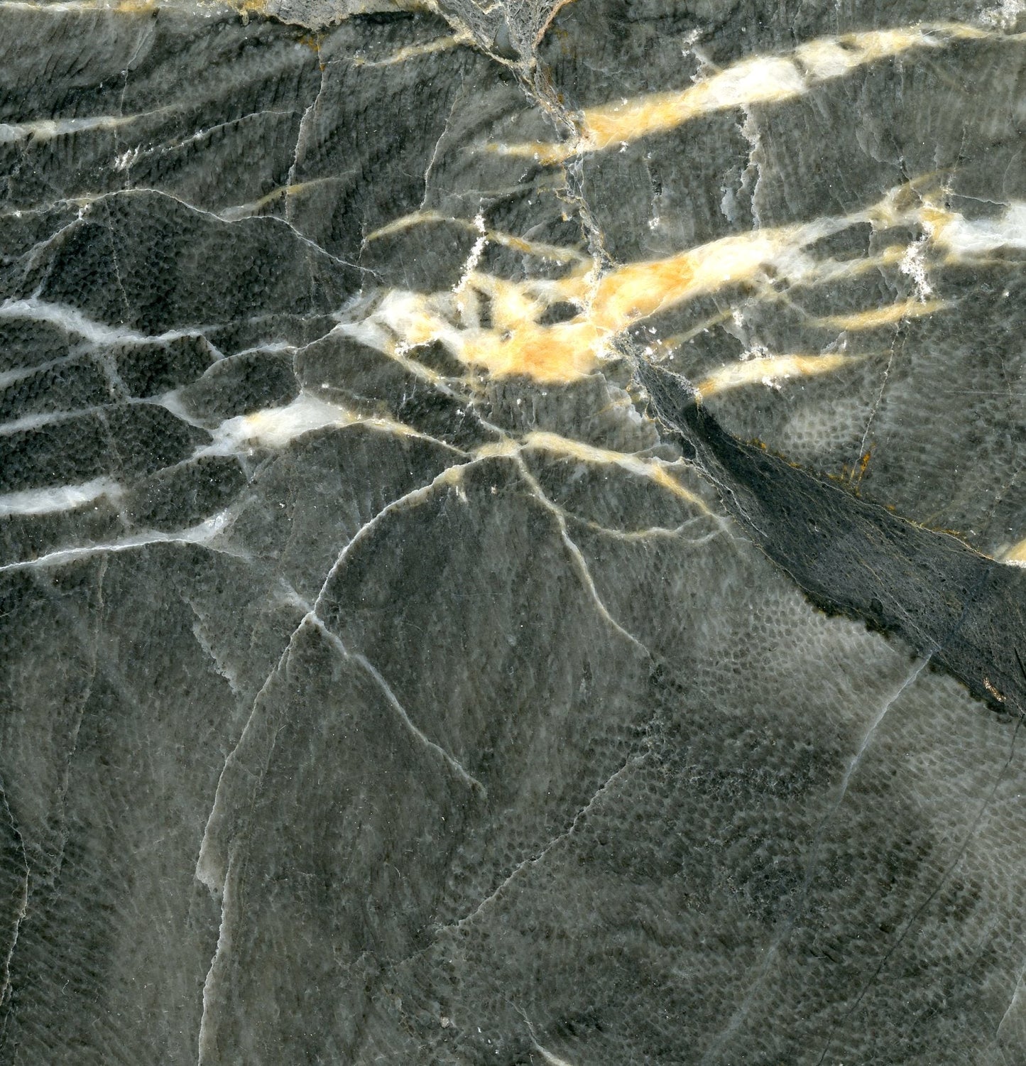 Vápenec deskatý korál - Supreme Panthers