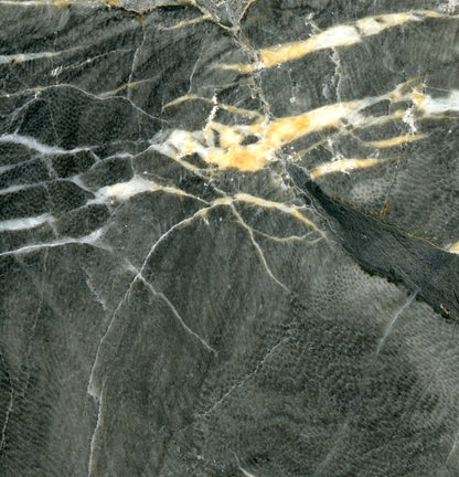 Vápenec deskatý korál - Supreme Panthers