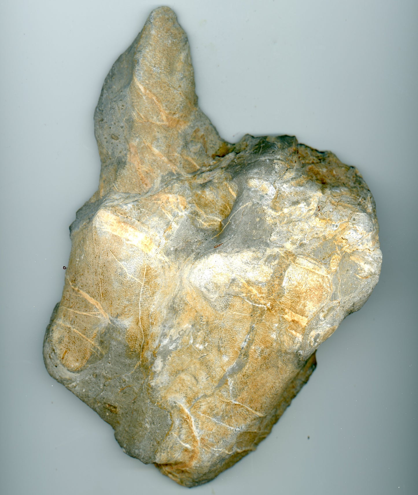 Vápenec deskatý korál - Supreme Panthers