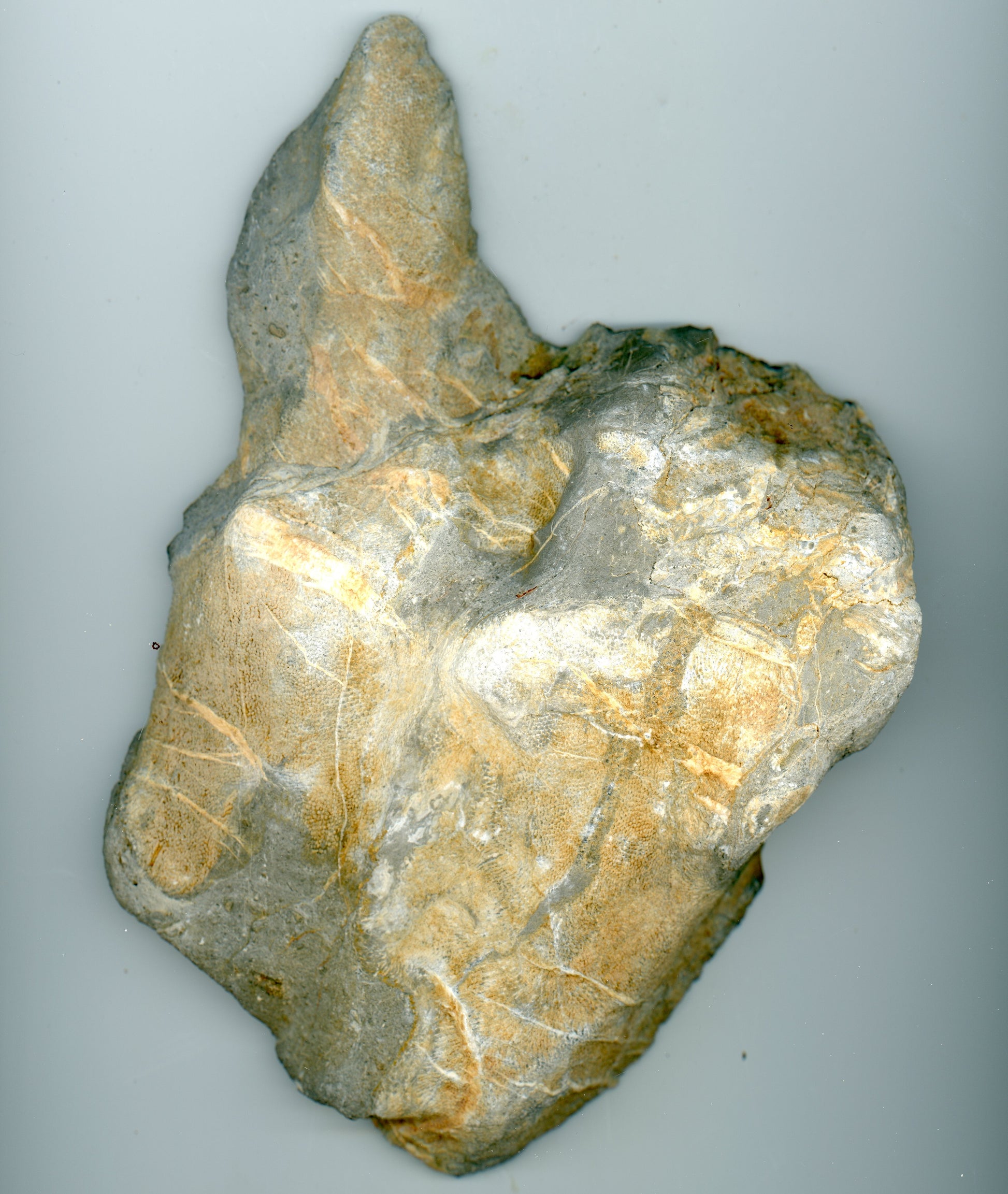 Vápenec deskatý korál - Supreme Panthers