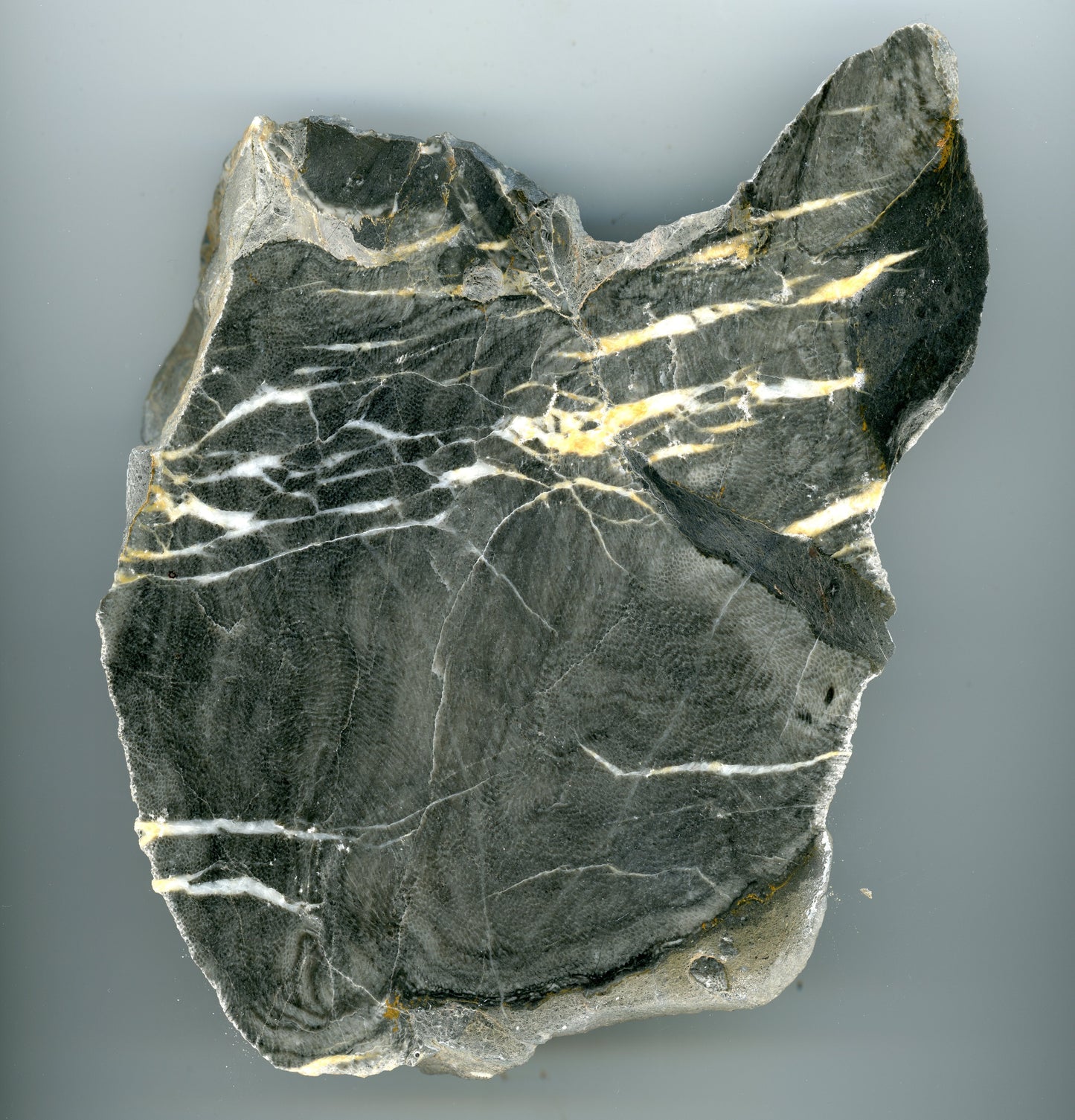 Vápenec deskatý korál - Supreme Panthers