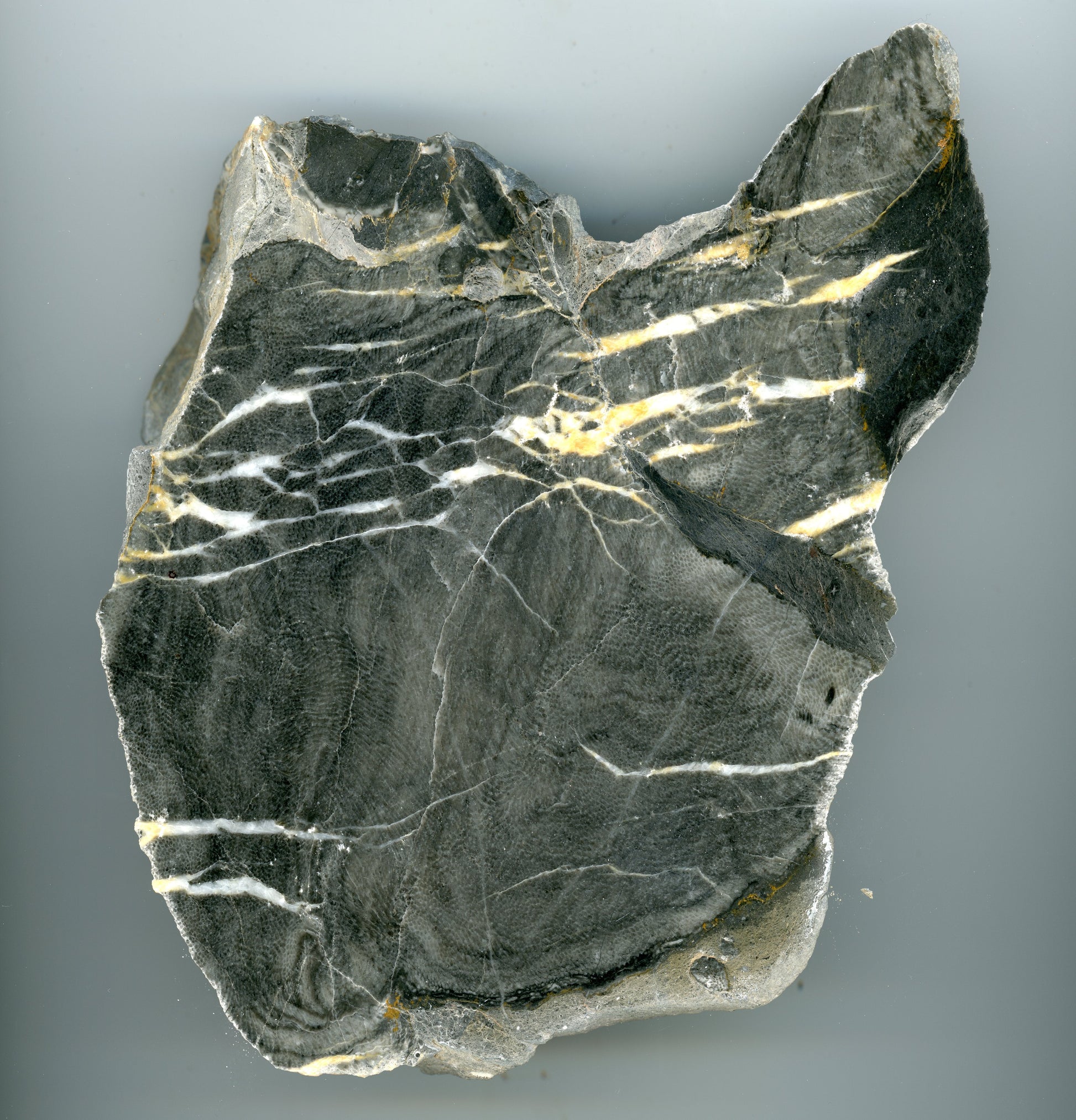 Vápenec deskatý korál - Supreme Panthers