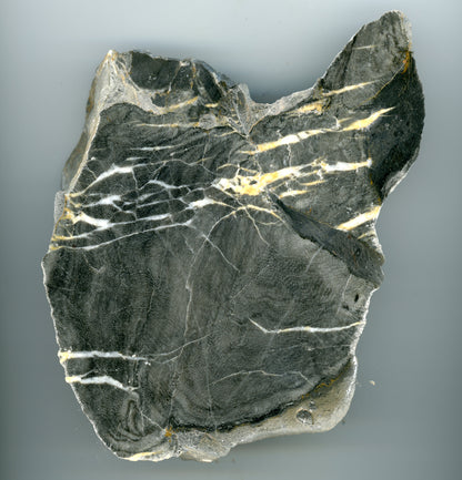 Vápenec deskatý korál - Supreme Panthers