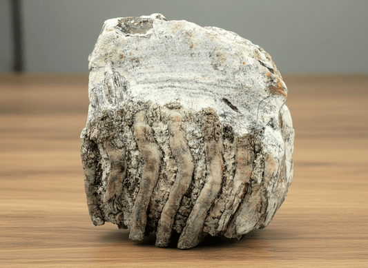 Velká mamutí stolička s kořenem - Supreme Panthers