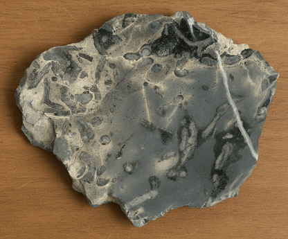 Větevnaté stromatopory - Supreme Panthers