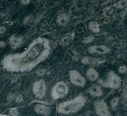 Větevnaté stromatopory ve vápenci - Supreme Panthers