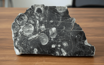 Vilémovický vápenec s drsnatými korály - Supreme Panthers