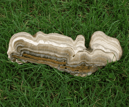 Vrstvený kalcit sintr - Supreme Panthers