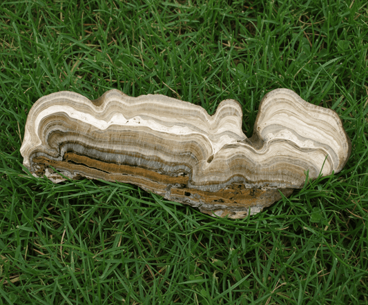 Vrstvený kalcit sintr - Supreme Panthers