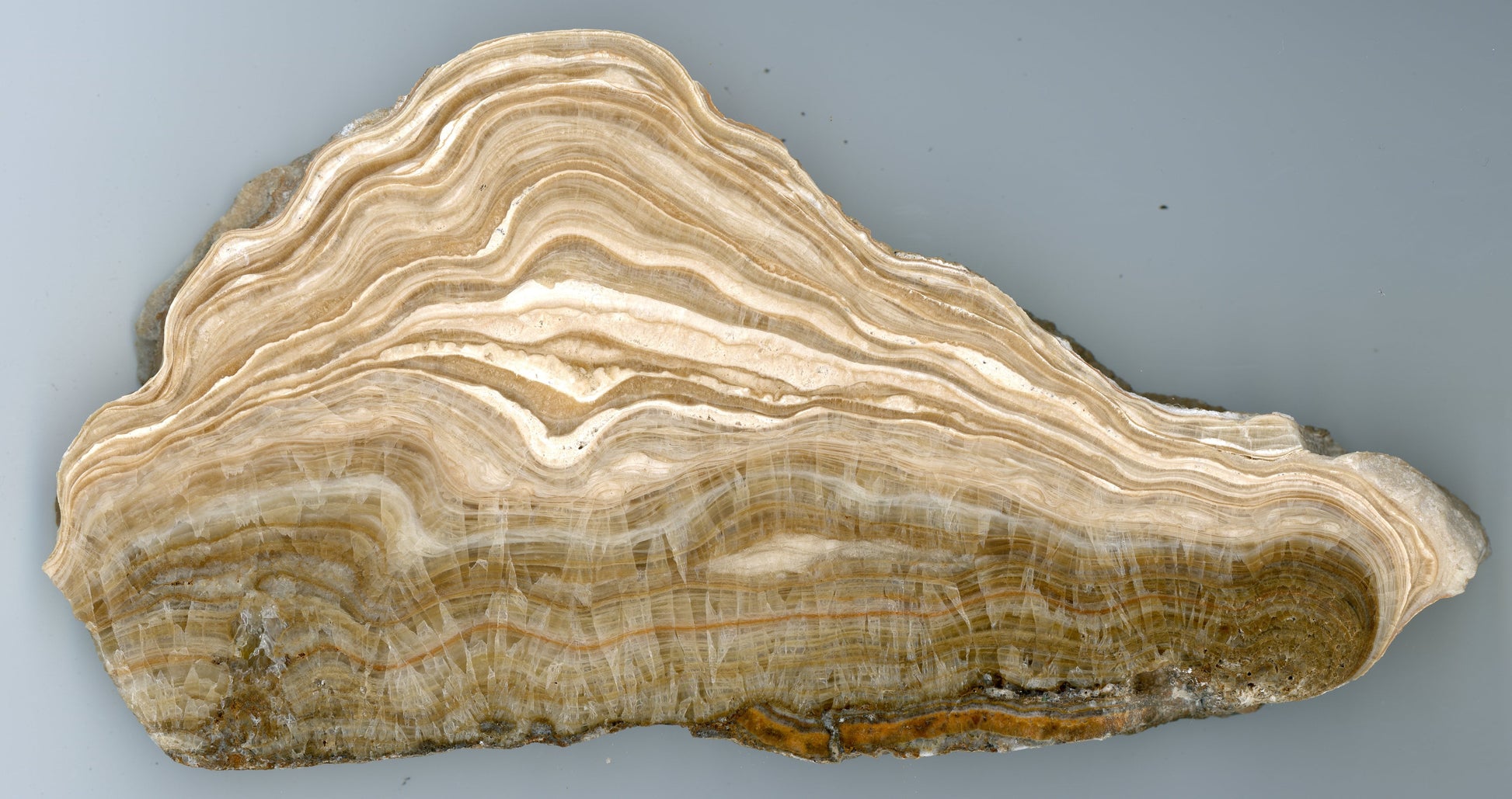 Vrstvený kalcit - sintr - Supreme Panthers