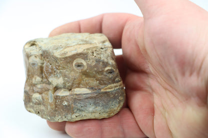 Vrtby krevet Thalassinoides v jurském rohovci - Supreme Panthers