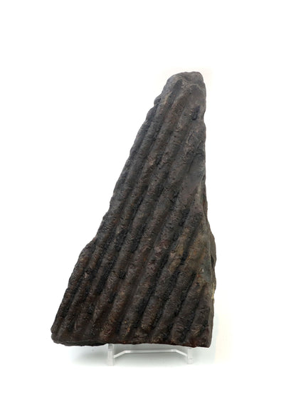 Výlitek kmene plavuně v uhelném prachovci - Supreme Panthers