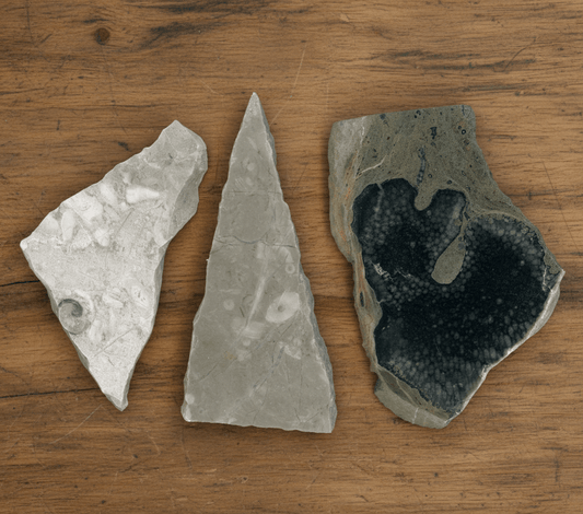 Zkameněliny ve vápenci - Supreme Panthers