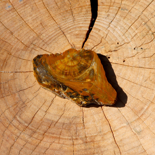 Zkamenělý suk jehličnan - Supreme Panthers