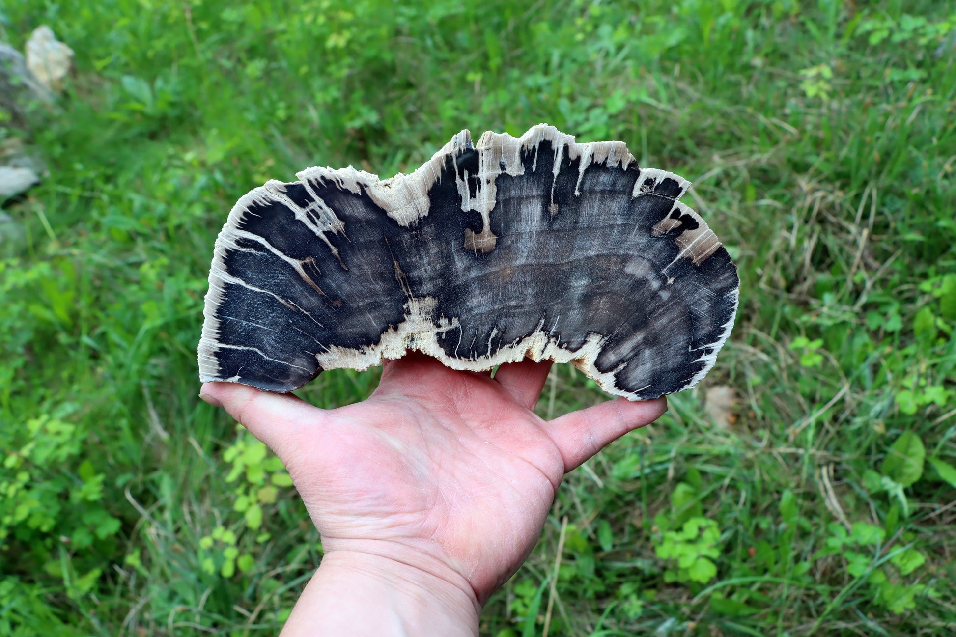 Zkřemenělý dub - Supreme Panthers