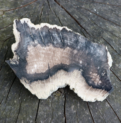 Zkřemenělý dub - Supreme Panthers