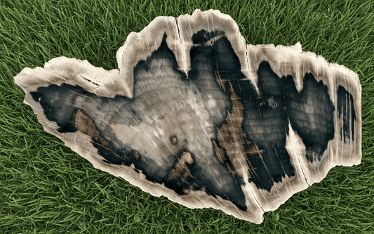 Zkřemenělý dub - Supreme Panthers