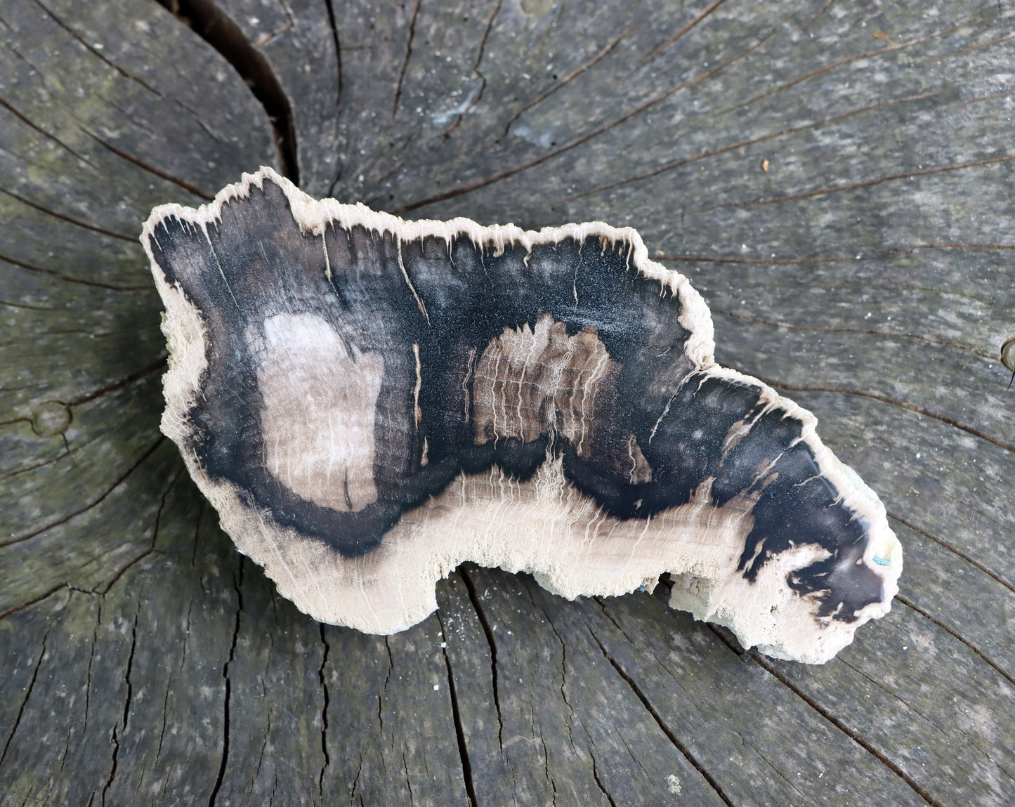 Zkřemenělý dub - Supreme Panthers