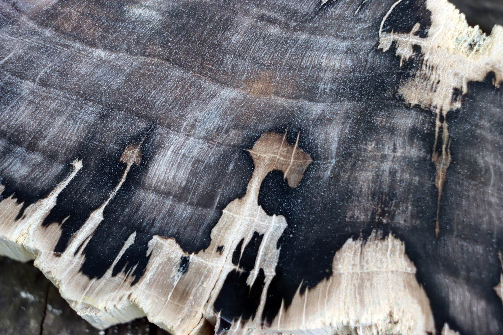 Zkřemenělý dub - Supreme Panthers