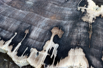 Zkřemenělý dub - Supreme Panthers