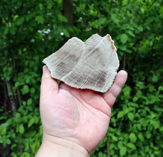 Zkřemenělý dub - Supreme Panthers