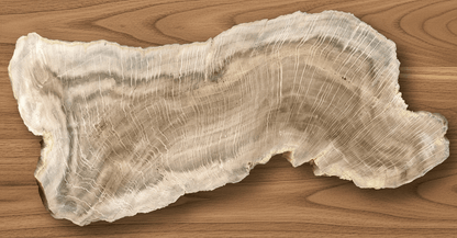 Zkřemenělý dub - Supreme Panthers