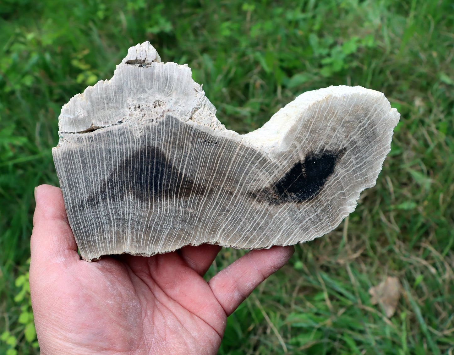 Zkřemenělý dub - Supreme Panthers