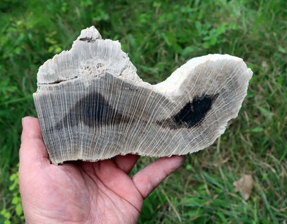 Zkřemenělý dub - Supreme Panthers