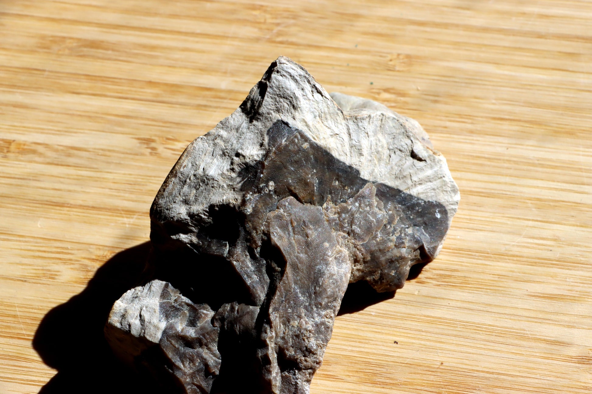 Zkřemenělý dub - Supreme Panthers