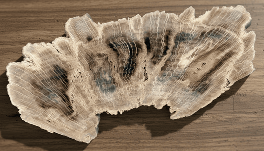 Zkřemenělý dub - Supreme Panthers