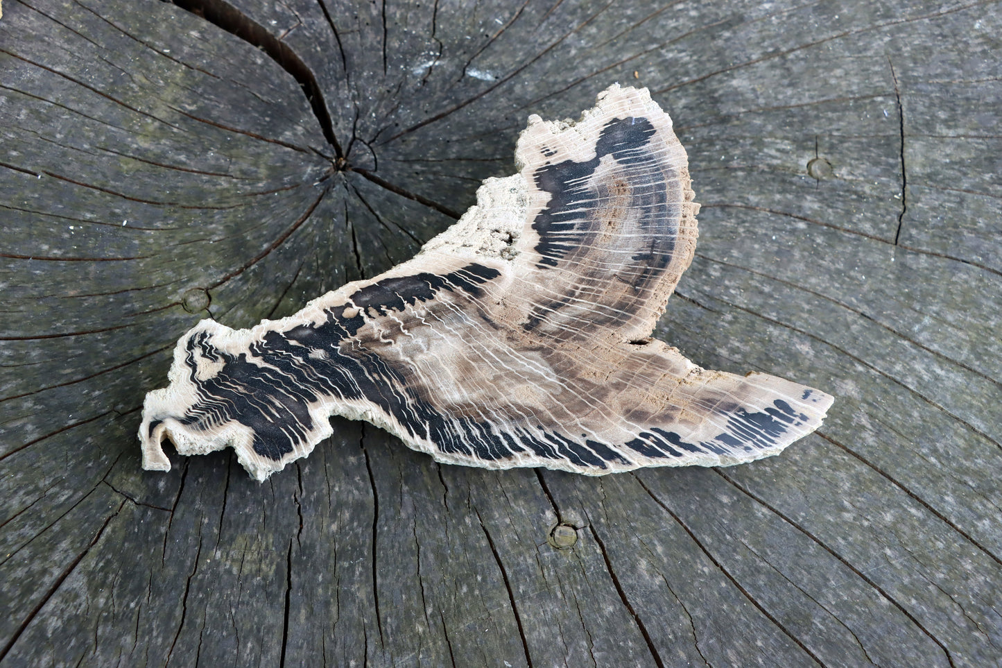 Zkřemenělý dub - Supreme Panthers