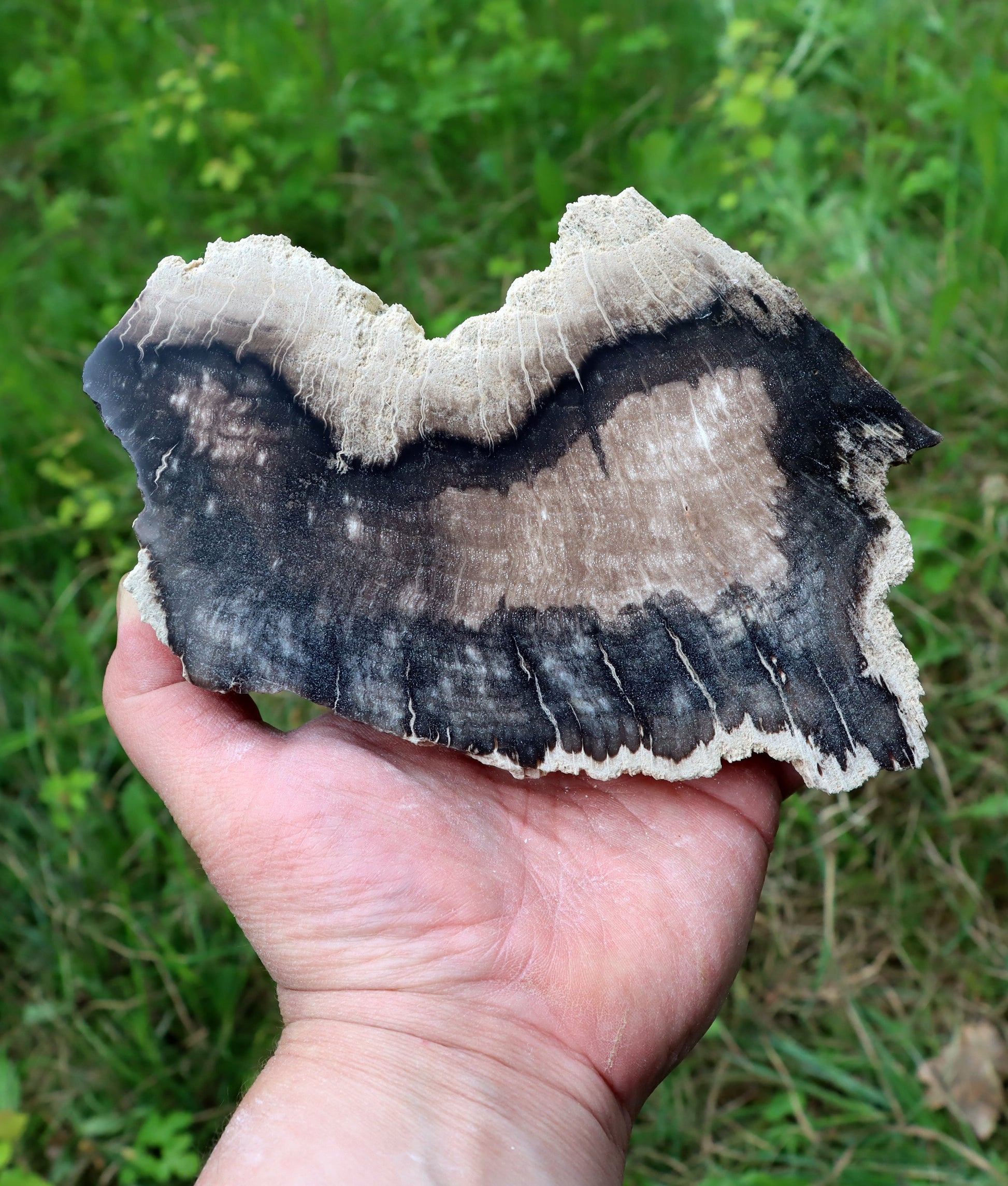 Zkřemenělý dub - Supreme Panthers