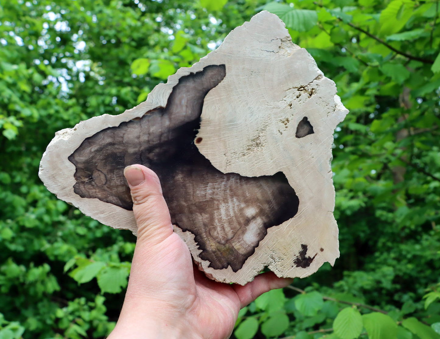 Zkřemenělý dub - Supreme Panthers