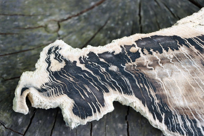 Zkřemenělý dub - Supreme Panthers