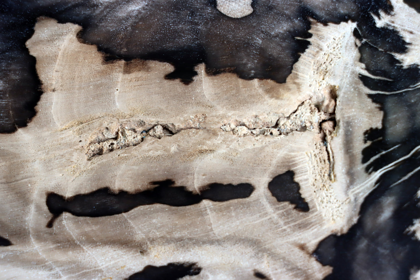 Zkřemenělý dub - Supreme Panthers