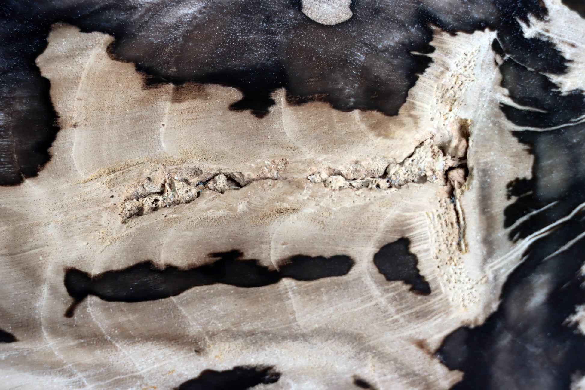 Zkřemenělý dub - Supreme Panthers