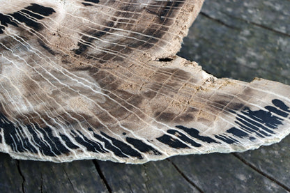 Zkřemenělý dub - Supreme Panthers