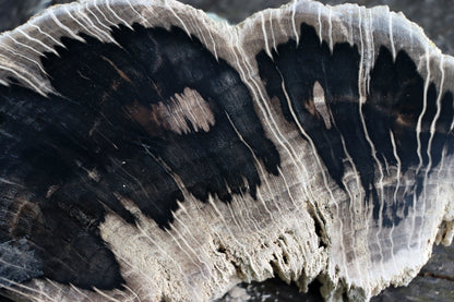 Zkřemenělý dub - Supreme Panthers