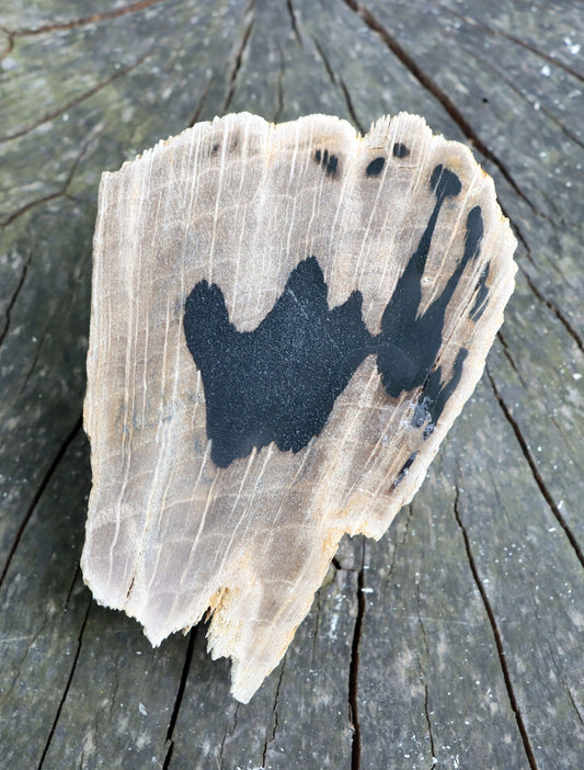 Zkřemenělý dub - Supreme Panthers