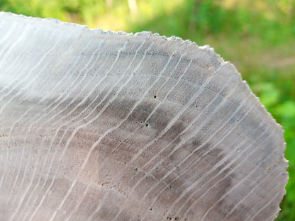 Zkřemenělý dub - Supreme Panthers