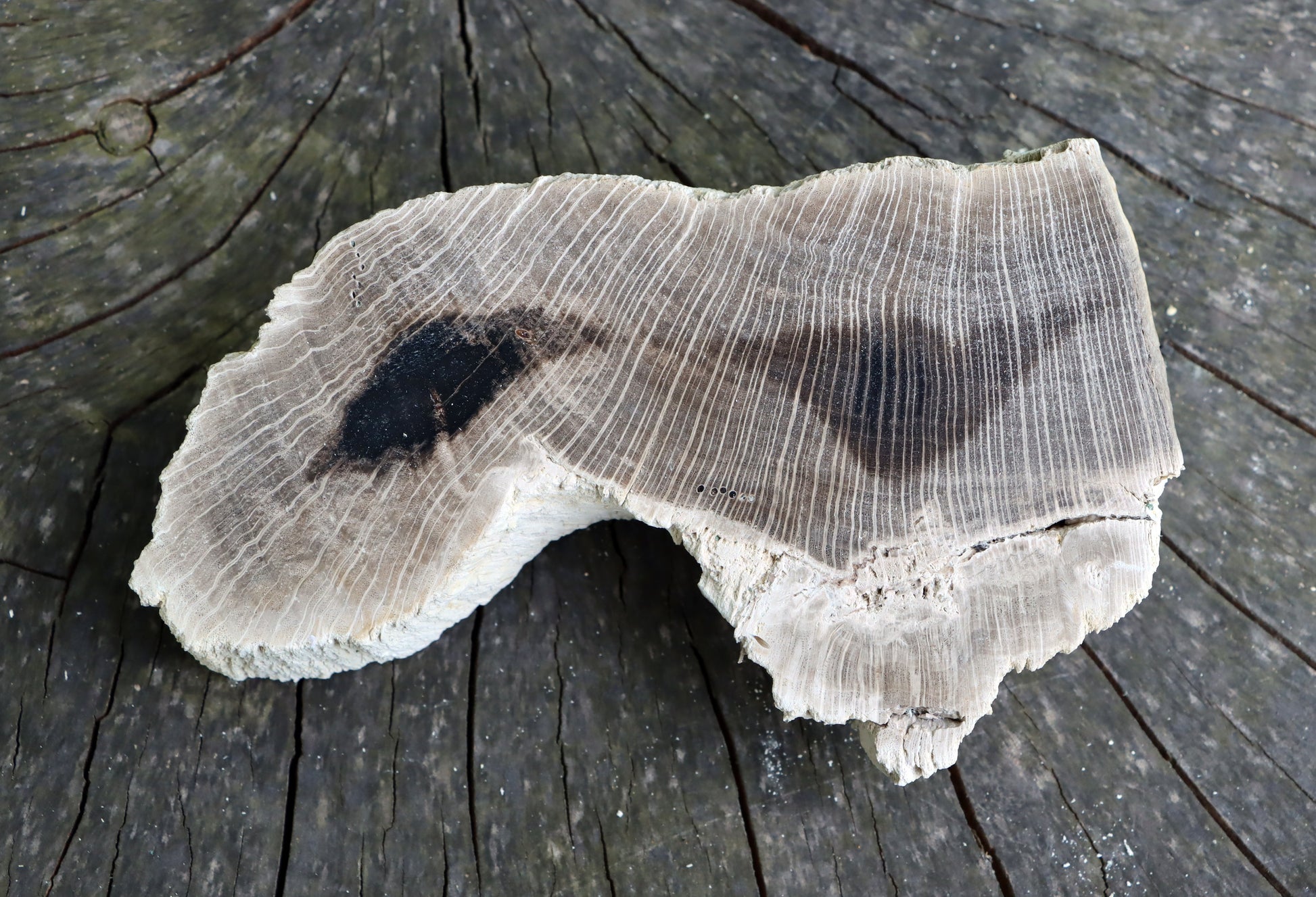 Zkřemenělý dub - Supreme Panthers