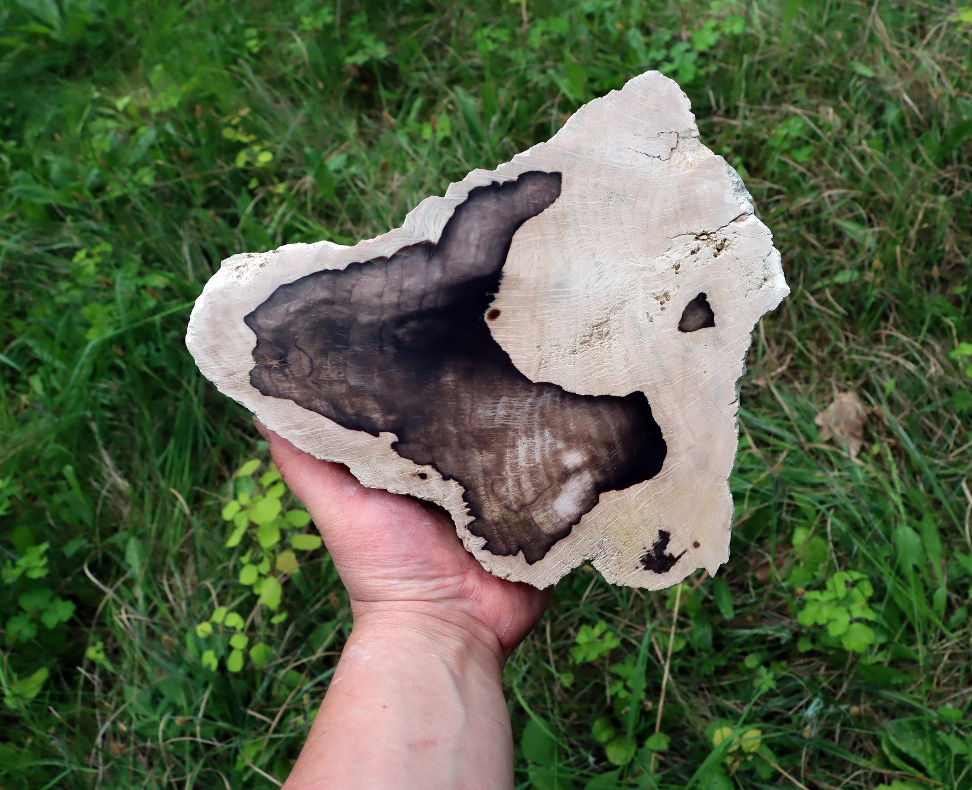 Zkřemenělý dub - Supreme Panthers