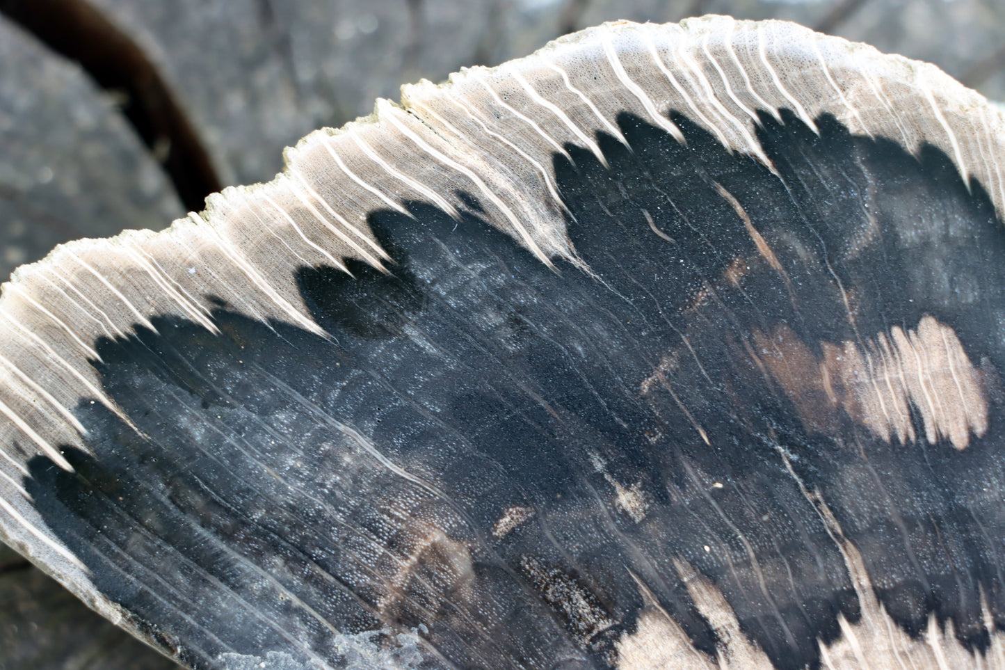 Zkřemenělý dub - Supreme Panthers