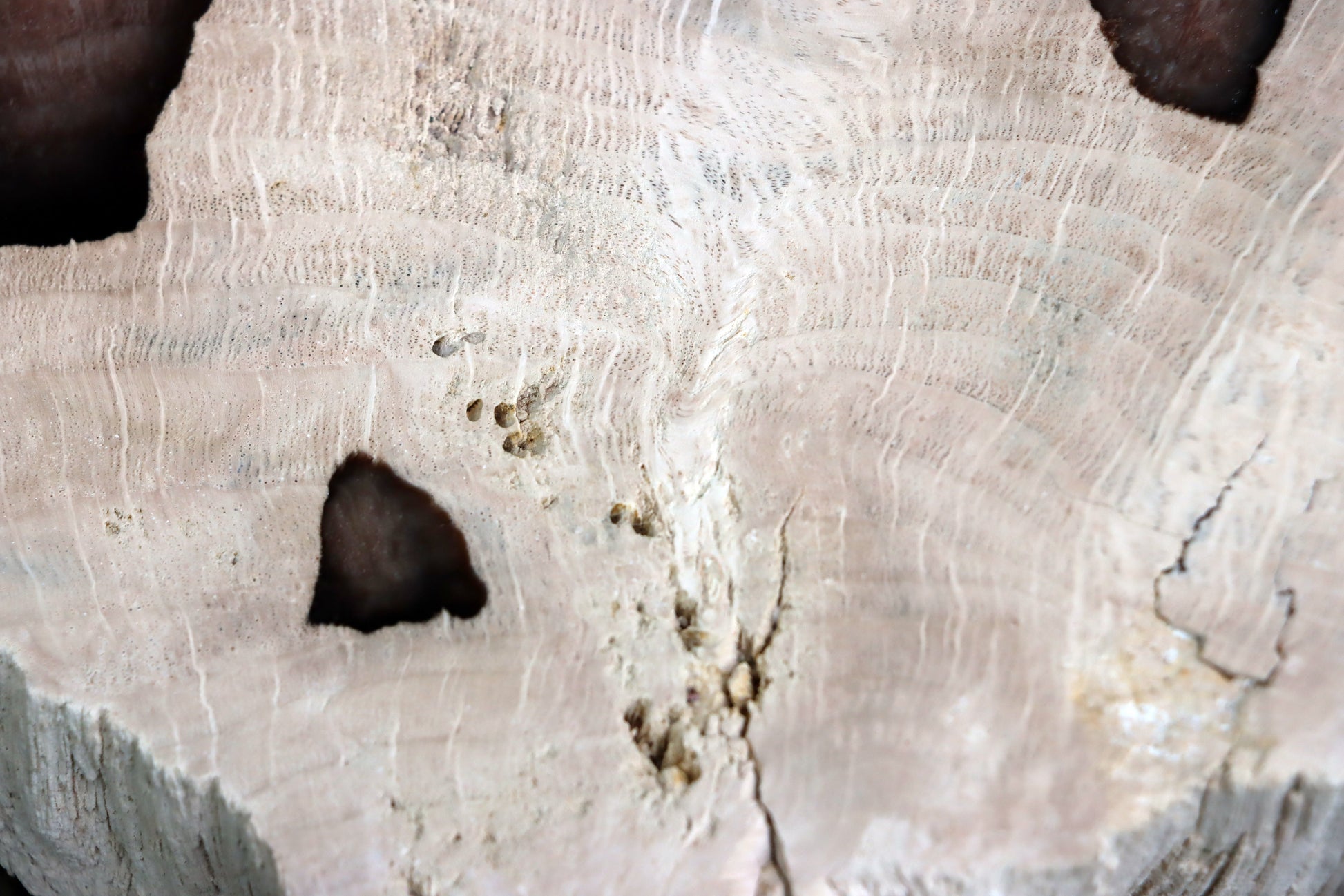 Zkřemenělý dub - Supreme Panthers