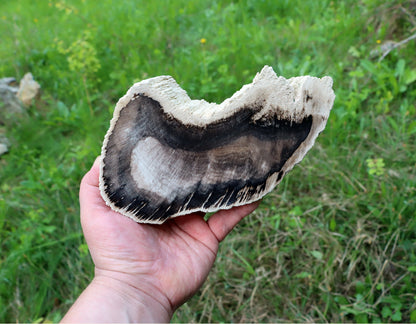 Zkřemenělý dub - Supreme Panthers