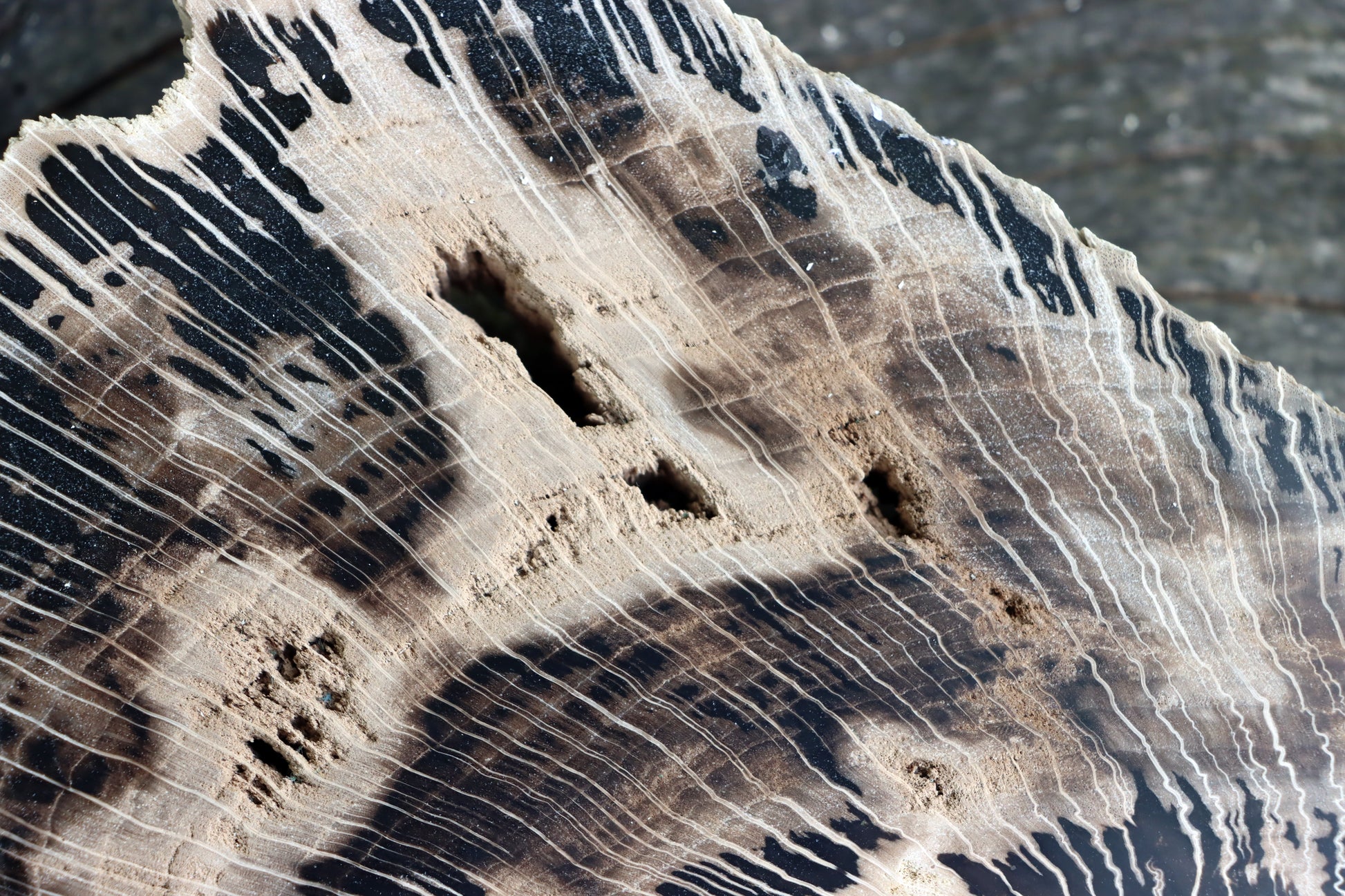 Zkřemenělý dub - Supreme Panthers