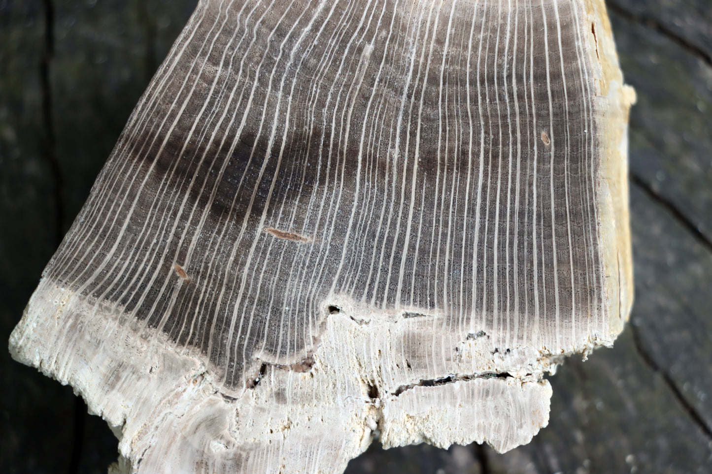 Zkřemenělý dub - Supreme Panthers